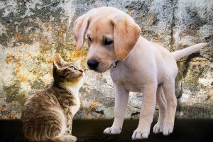 hond of kat