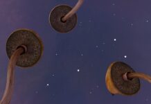 Een paddo voor een psychedelische avond